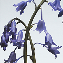 Wild Bluebell Body & Hand Wash 250ml